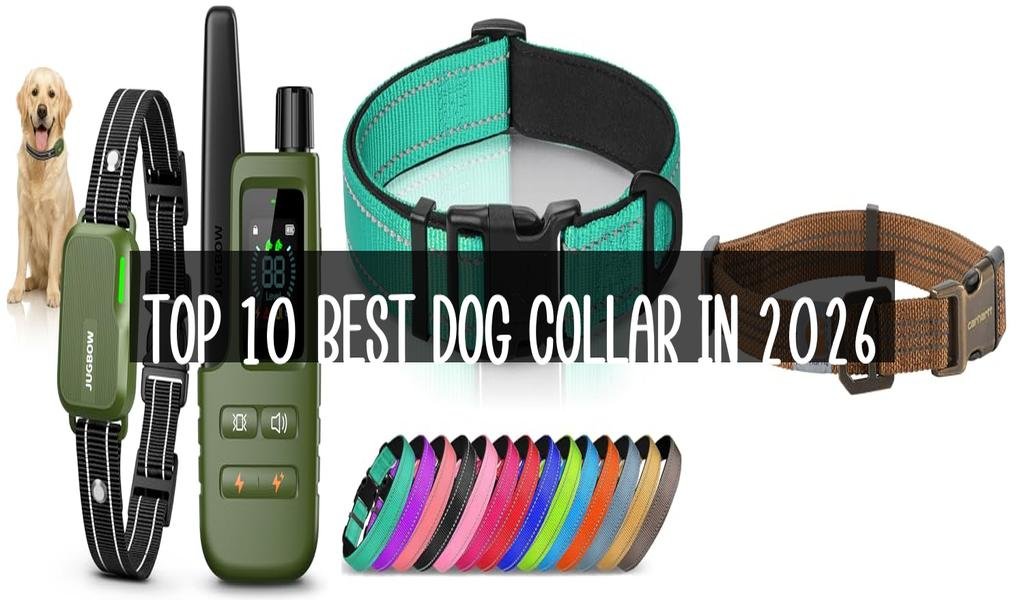 Top 10 Best Dog Collar in 2026
